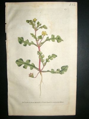 Botanical Print 1788 Jag-Leaved Fig marigold #67, Curti