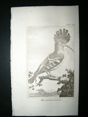 Bird Print: 1812 Common Hodpoe, Buffon