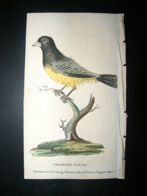 Bird Print: 1800 Frizzled Finch, Hand Col