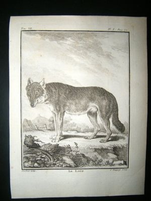Buffon: C1770 Wolf, Antique Print