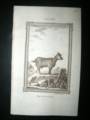 Buffon: 1785 Female Goat of Juda, Antique Print
