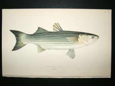 Fish Print: 1869 Lesser Grey Mullet, Couch