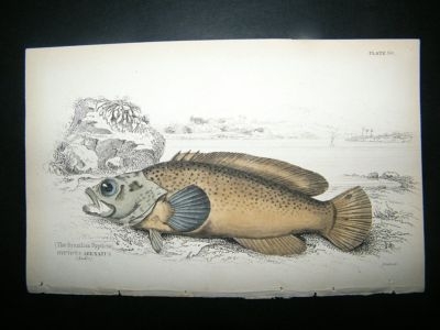 Jardine: C1840 Brazilian Rypticus Fish, Hand Col
