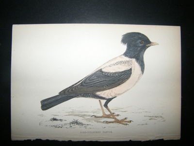 Bird Print: 1867 Rose Coloured Paster, Morris