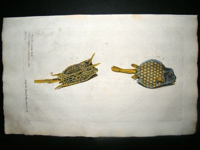 Willughby & Ray 1686 Folio Hand Col Fish Print. Boxfish. Willoughby