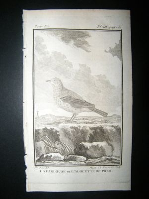 Bird Print: 1779 Pipit, Buffon Engraving