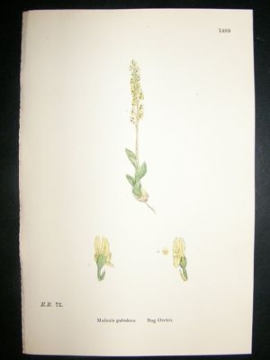 Botanical Print 1899 Bog Orchis Orchid, Sowerby Hand Co