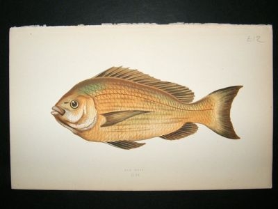 Fish Print: 1869 Old Wife, Couch