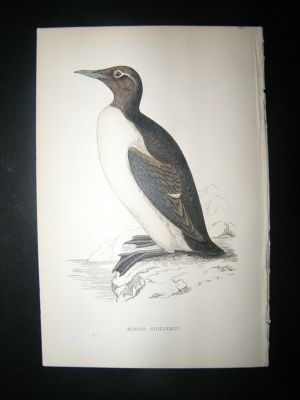Bird Print: 1867 Ringed Guillemot, Morris Hand Col