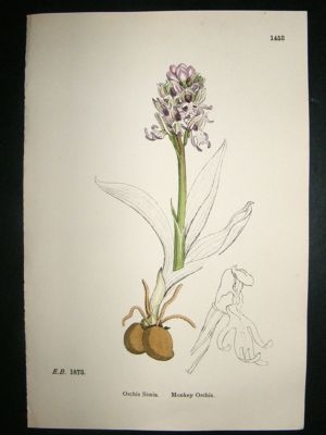 Botanical Print 1899 Monkey Orchis Orchid,  Sowerby Han