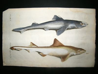 Willughby & Ray 1686 Folio Hand Col Fish Print. Sharks. Antique
