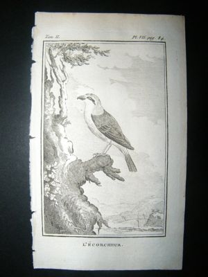 Bird Print: 1770 Shrike, Buffon Copper Plate