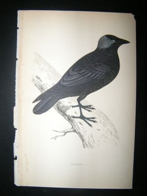 Bird Print: 1867 Jackdaw, Morris Hand Col