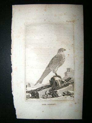 Bird Print: 1812 Hobby, Buffon