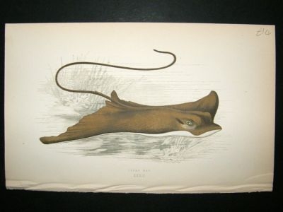 Fish Print: 1869 Eagle Ray, Couch