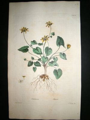 John Edwards: 1770 folio h/c botanical. Chelidonium Pil