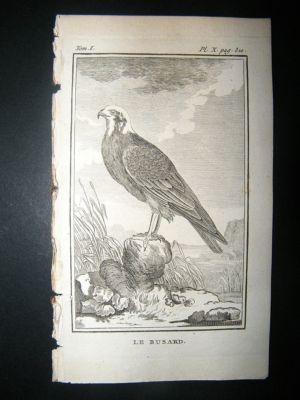 Bird Print: 1780 Harrier, Buffon Copper Plate