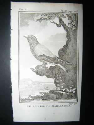 Bird Print: 1775 Madagascar Roller, Buffon