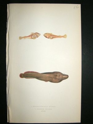 Fish Print: 1869 Cornish Sucker, etc, Couch
