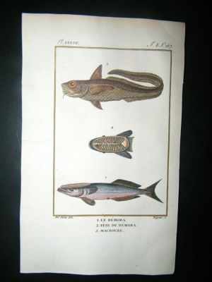 Fish Print: 1805 Remora, Macroure, Hand Col, Latreille