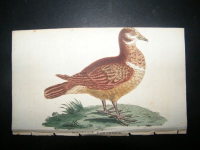 Bird Print: 1800 Mountain Partridge, Hand Col