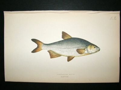 Fish Print: 1869 Pomeranian Bream, Couch