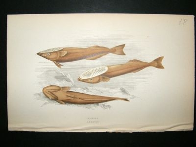 Fish Print: 1869 Remora, Couch