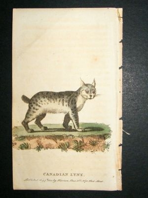 Canadian Lynx: 1800 Hand Colored Print