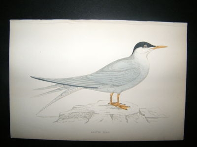 Bird Print: 1867 Arctic Tern, Morris Hand Col