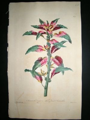 John Edwards: 1770 folio h/col botanical. Amaranthus.