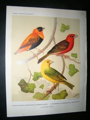 Bird Print 1880 Crimson-Crowned, Madagascar Weaver Bird
