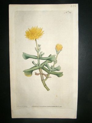 Botanical Print 1787 Hatchet-Leaved Fig Marigold #32, C