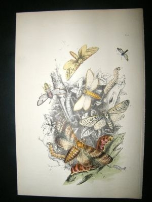 Moth Print: 1860 Plate 4, Humphreys, Hand Col