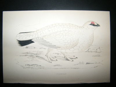 Bird Print: 1867 Ptarmigan, Morris Hand Col