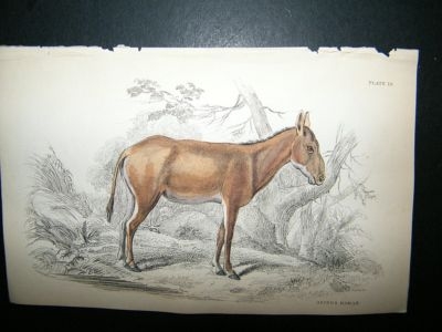Jardine: 1841 Asinus Hamar, Hand Col Print