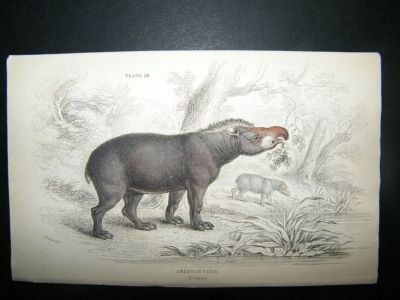 American Tapir: C1840 Hand Col Print, Jardine