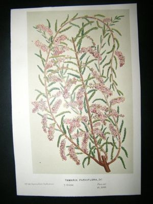 Botanical Print C1870 Smallflower Tamarisk, Van Houtte