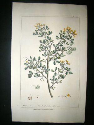 Miller: 1760 Folio Botanical. Tree Medick. Hand Col