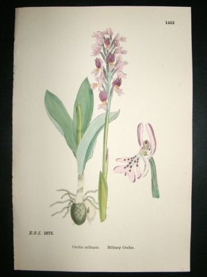 Botanical Print 1899 Military Orchis Orchid, Sowerby Ha