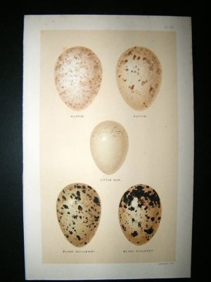 Seebohm 1896 Antique Bird Egg Print. Puffin, Guillemot, Auk