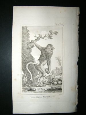 Monkey Print: 1812 Long Nosed, Buffon