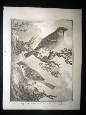 Bird Print: C1775 Sparrow, Buffon Copper Plate
