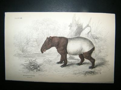Jardine: C1840 Malayan Tapir, Hand Col Print