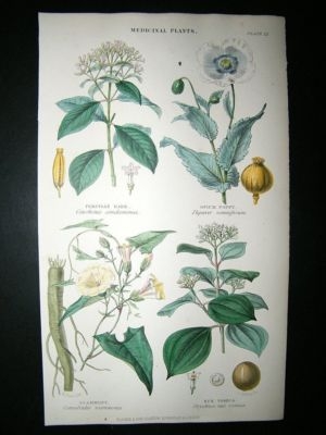 Rhind: 1855 Hand Col Botanical Print. Opium Poppy, Peruvian Bark etc