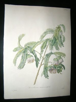 Redoute: 1827 Botanical. Cadia Purpurea Tree. HC