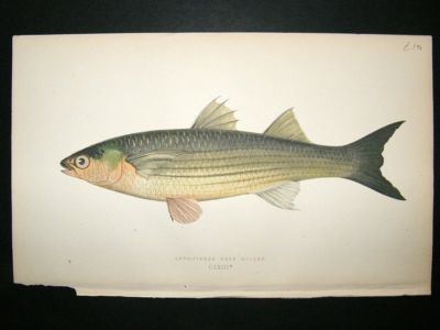 Fish Print: 1869 Long-Finned Greymullet, Couch