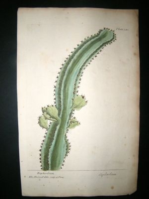 Blackwell:1737 Botanical Euphorbium Cactus.