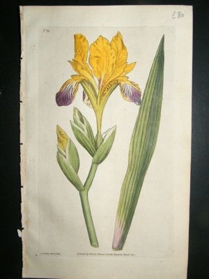 Botanical Print 1787 Variegated iris #16, Curtis hand c