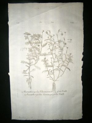 Dillenius 1774 Folio Botanical Print. Ananthocyclus 23