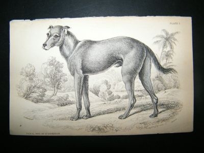 Feral Dog oF St.Domingo: C1840 Hand Col Print, Jardine